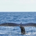 whale_humpback_h_00037_dom2052.jpg